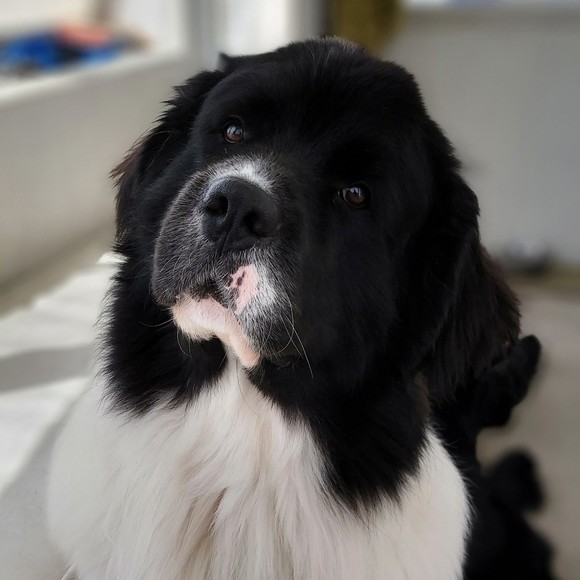 Meet your Posher, Susan - Picture 1 of 1